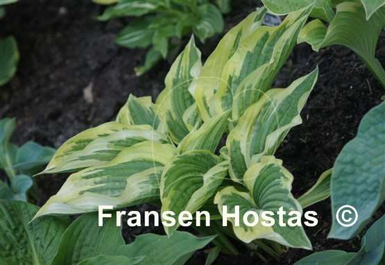 Hosta Morning's Glory